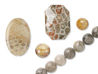 Fossil Coral